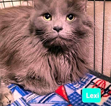 Photo of Lexi