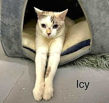 Photo of Icey