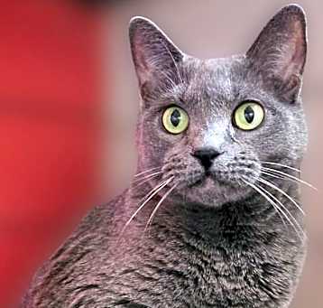 Photo of Jet