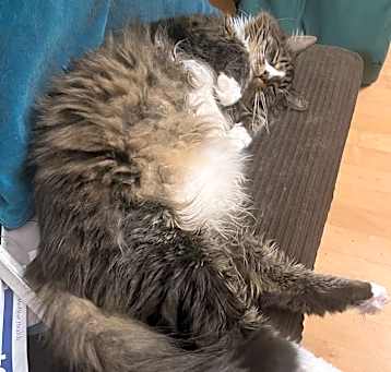 Photo of Archie (Archimedes Shakespurr Lionett)