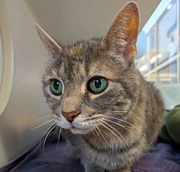 Photo of Bella (Special paws) (front pa