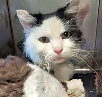 Photo of Pepper Jack (Barn Cat)