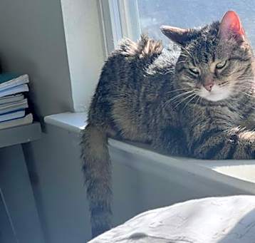 Photo of Sunny