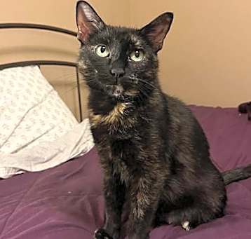 Photo of Cranberry (bonded with Paulie)