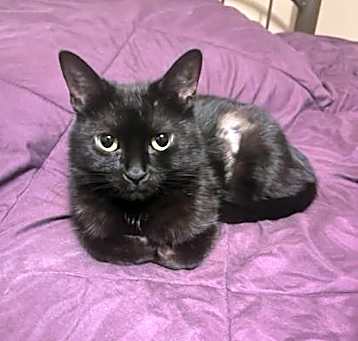 Photo of Paulie (bonded with Cranberry)