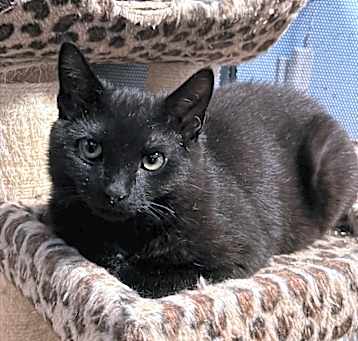 Photo of Thistle (Working Cat)