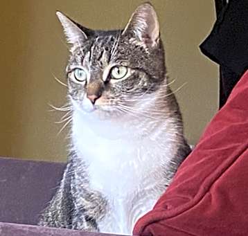 Photo of Melody