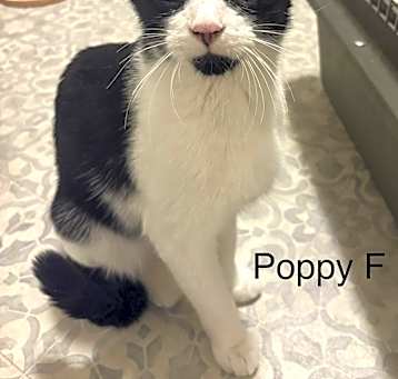 Photo of Poppy
