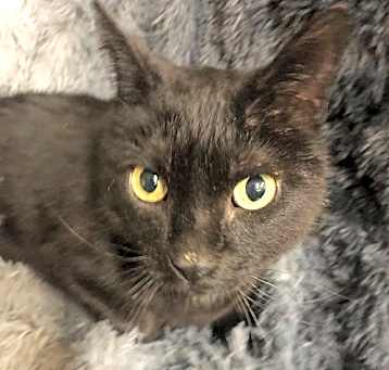 Photo of Thyone
