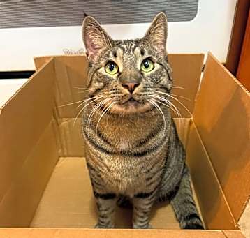 Photo of Pippin