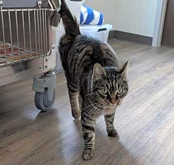 Photo of MOWGLI ★ Available NOW - ADOPTION or RESCUE!