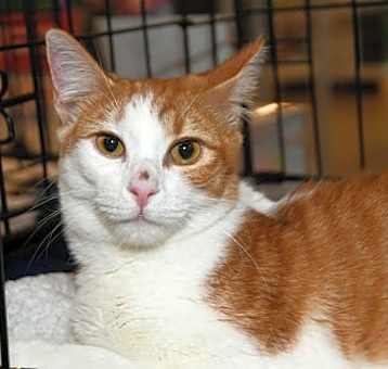 Photo of Marmalade