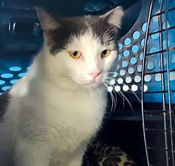 Photo of Smokey Joe