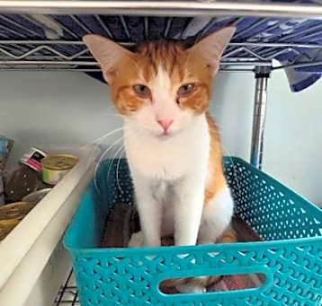 Photo of Peaches