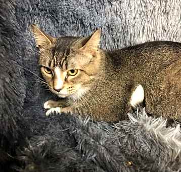 Photo of Archer