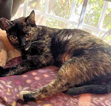 Photo of Cici