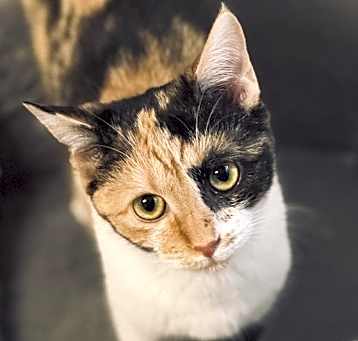 Photo of Colette
