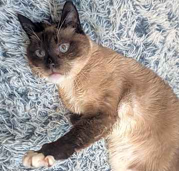 Photo of Mocha