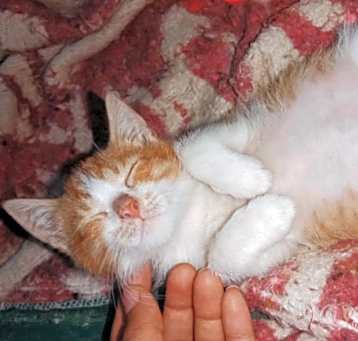 Photo of Mishmish