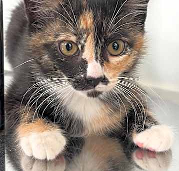 Photo of Emerald