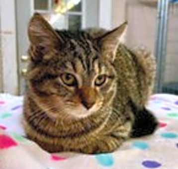 Photo of Link