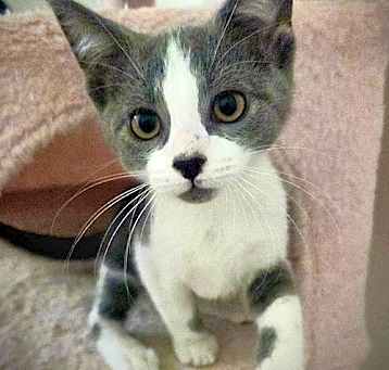 Photo of Mr. Meowgi
