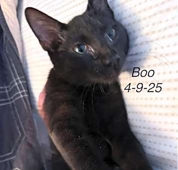 Photo of Boo