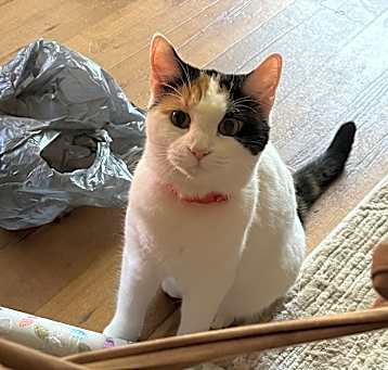 Photo of Callie