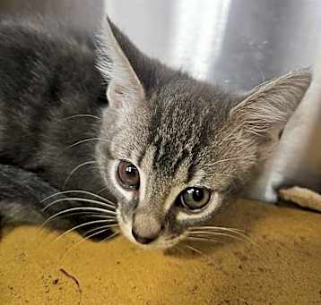 Photo of Hyperion