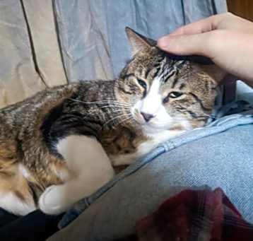 Photo of Toby