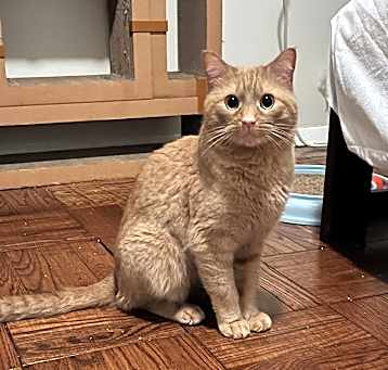 Photo of Gingerman-Lapsitter