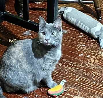 Photo of KitKat