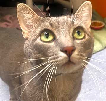 Photo of Nacho