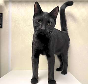 Photo of Midnight