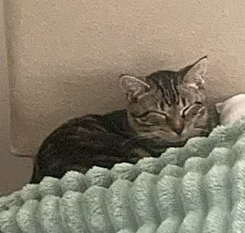 Photo of peanut