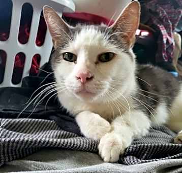 Photo of Oscar