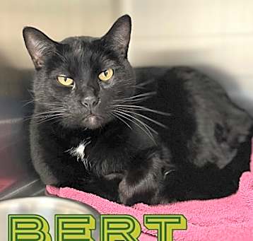 Photo of Bert