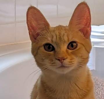 Photo of Flame (kitten) - must go with Spark