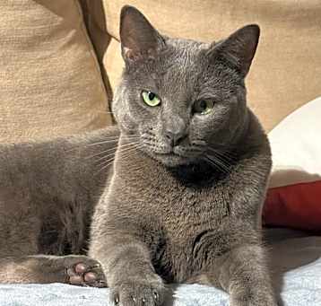 Photo of Lupine
