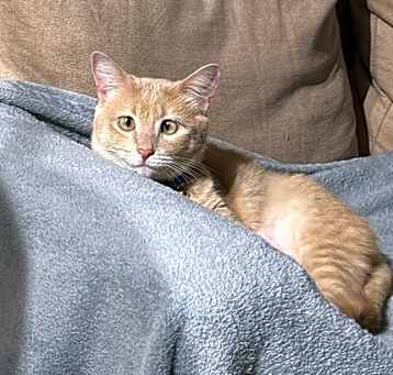 Photo of Farro