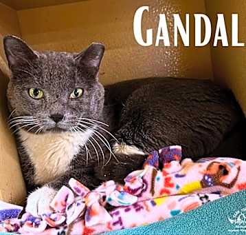 Photo of Gandalf