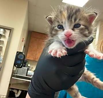 Photo of 2- Rescue Only