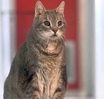 Photo of 2504-0091 Dizzy