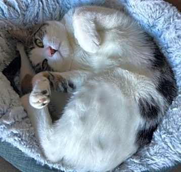 Photo of Rusky