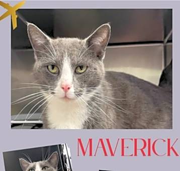 Photo of Maverick