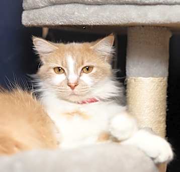 Photo of Gala