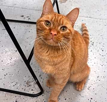 Photo of Cheddar Bay Biscuit