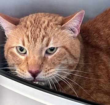 Photo of Pumpkin