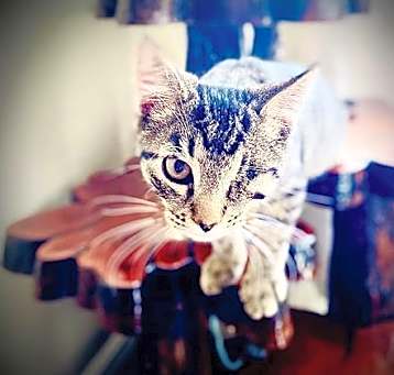 Photo of Captain