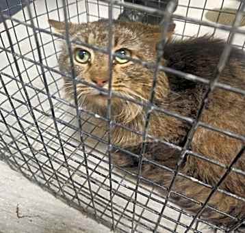 Photo of 4/11/25 Elder St. Stray